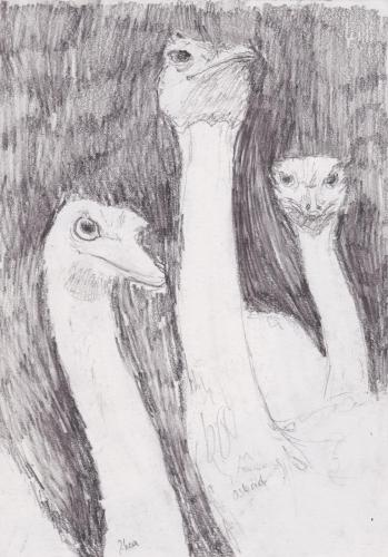 Pencil